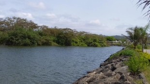 Imagen Manglar Alto